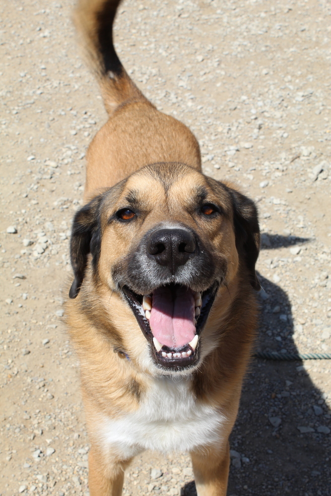 Hank, an adoptable Hound, German Shepherd Dog in Columbus, OH, 43214 | Photo Image 4