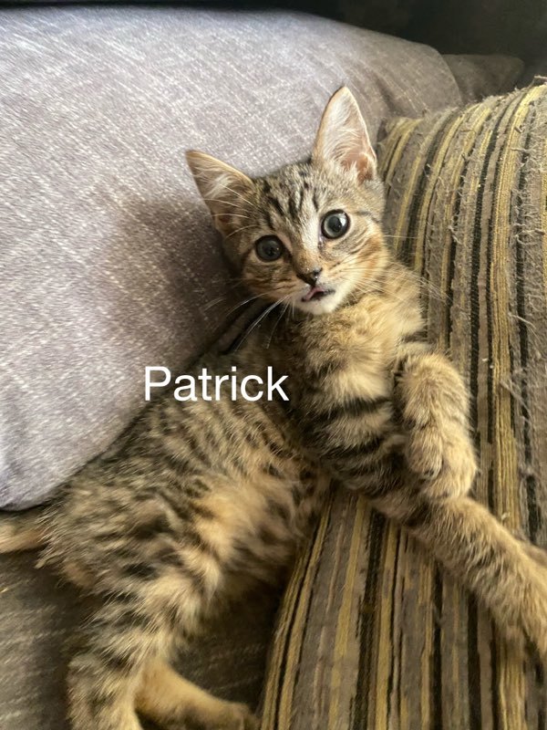 Patrick 1