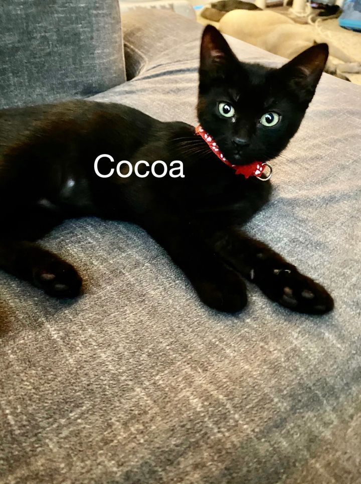 Cocoa 1