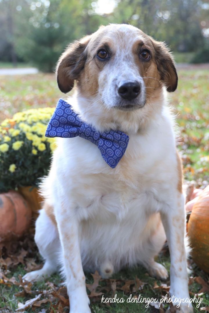 Mr. Stark, an adopted Collie Mix in Cincinnati, OH_image-2