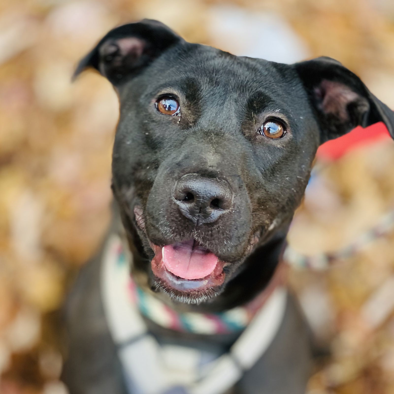 Sooney *Adopt or Foster*, an adoptable Labrador Retriever in Fairfax, VA, 22038 | Photo Image 1