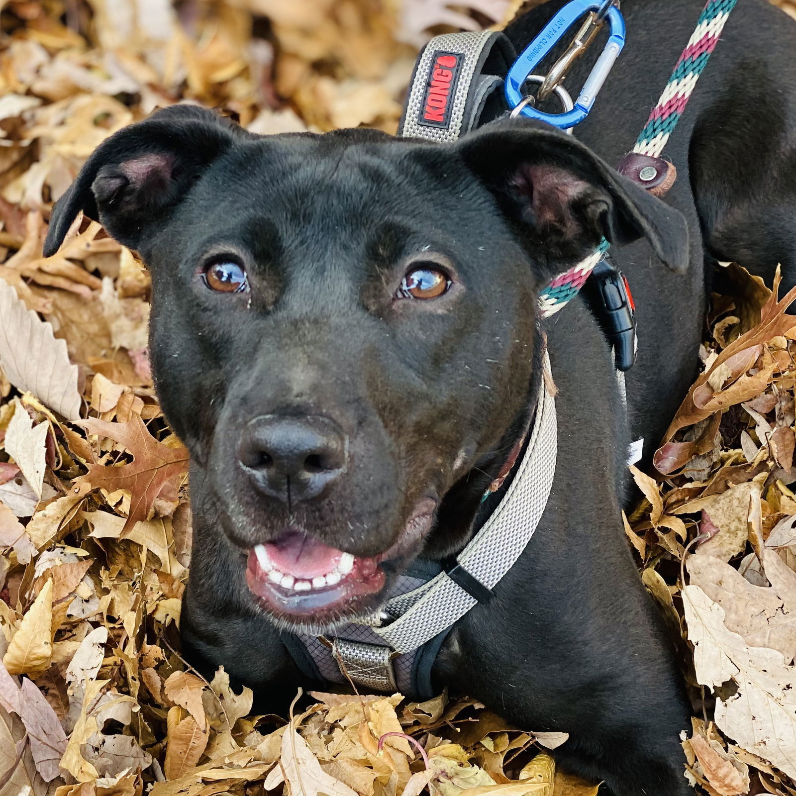 Sooney *Adopt or Foster*, an adoptable Labrador Retriever in Fairfax, VA, 22038 | Photo Image 2