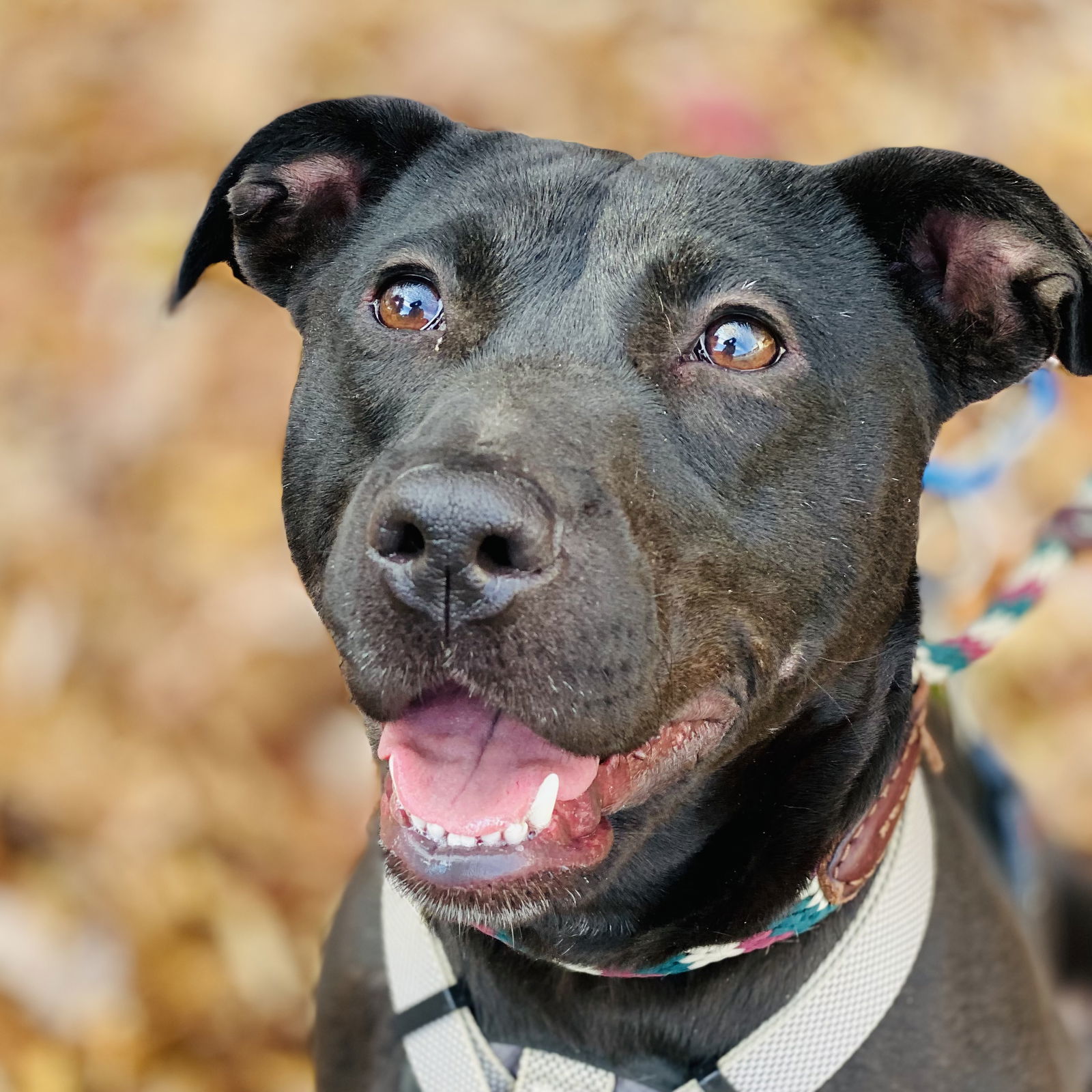 Sooney *Adopt or Foster*, an adoptable Labrador Retriever in Fairfax, VA, 22038 | Photo Image 3