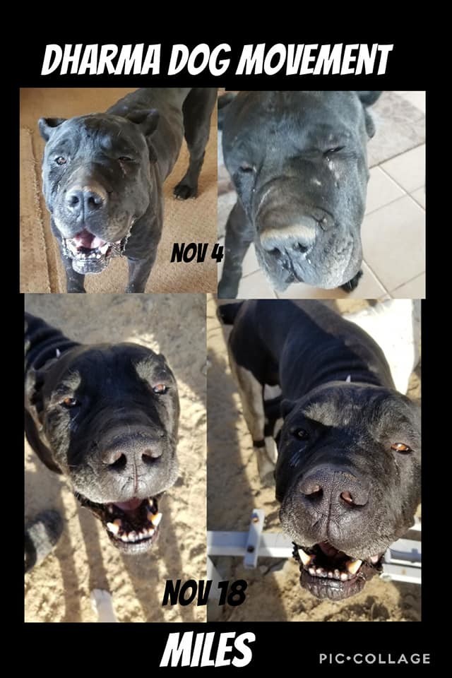 Dog For Adoption Miles Ps A Cane Corso Mastiff Mix In Palm Springs Ca Petfinder