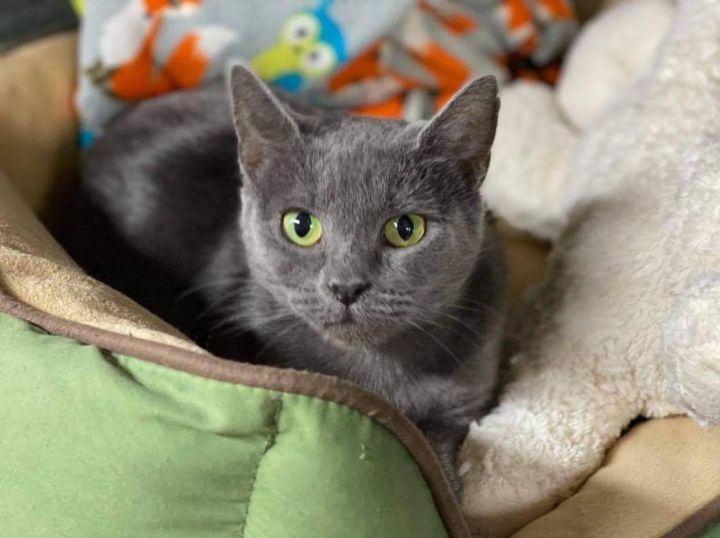 Sonja, an adopted Domestic Short Hair Mix in Toast, NC_image-1
