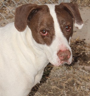 Oliver, an adoptable Pointer in Savannah, MO, 64485 | Photo Image 1