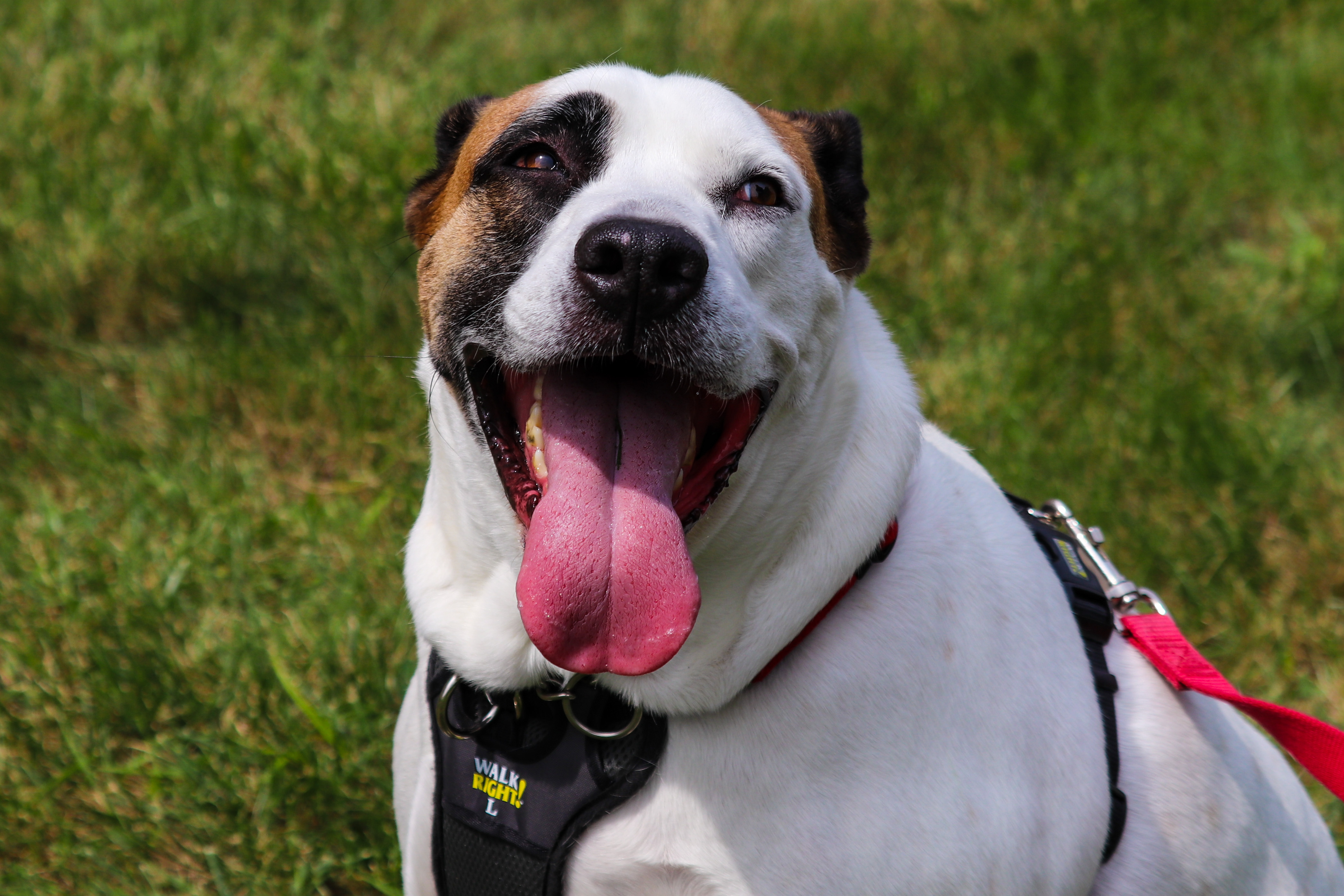 Shiloh, an adoptable Pit Bull Terrier in Oregon, OH, 43616 | Photo Image 5