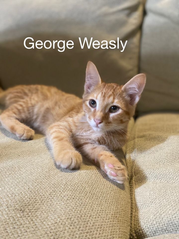George Wealsy 1