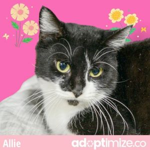 Allie Domestic Short Hair Cat