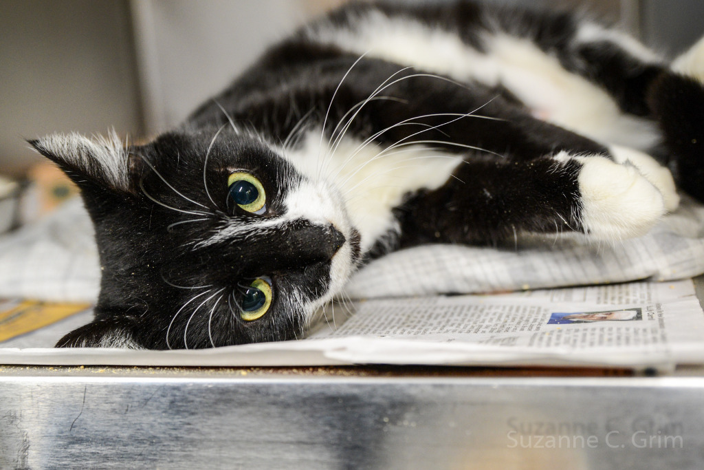 Allie, an adoptable Domestic Short Hair in New Orleans, LA, 70123 | Photo Image 2