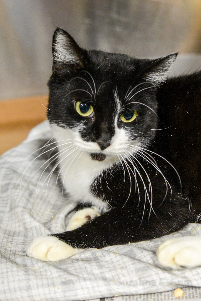 Allie, an adoptable Domestic Short Hair in New Orleans, LA, 70123 | Photo Image 3