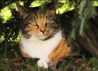 Cat for adoption - Chloe and Olive - bonded pair, a Calico ...