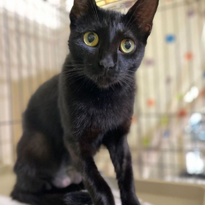 Coffee Bean, an adoptable Domestic Short Hair Mix in Carencro, LA_image-1