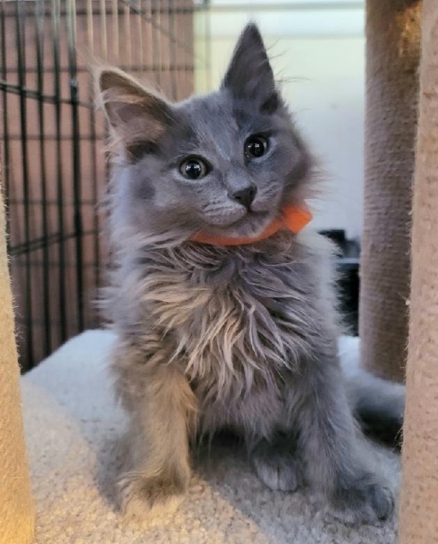 Cat For Adoption Comet A Domestic Long Hair Russian Blue Mix In Rochester Hills Mi Petfinder