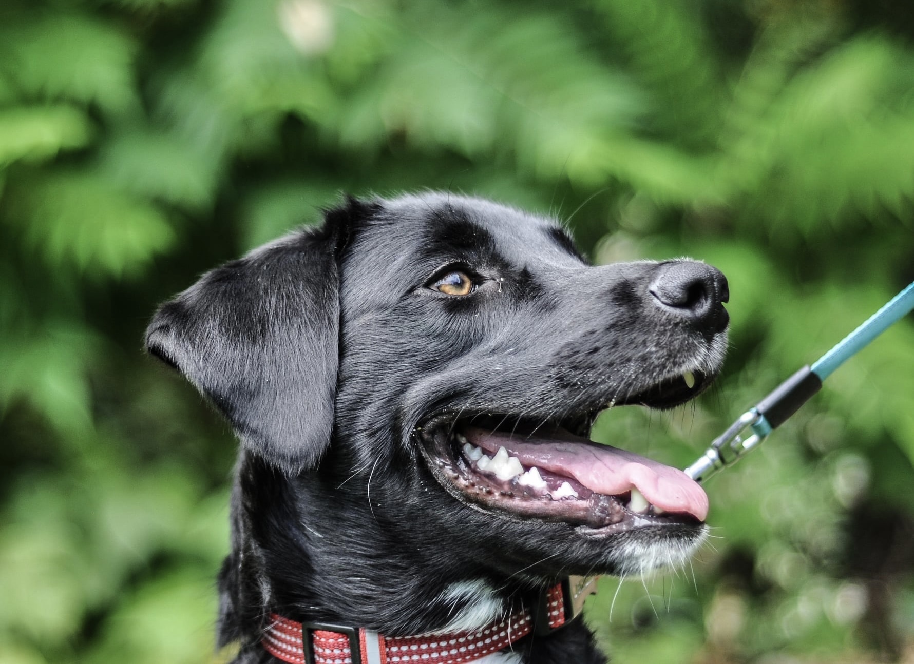 Wyatt, an adoptable Labrador Retriever in Hull, MA, 02045 | Photo Image 1