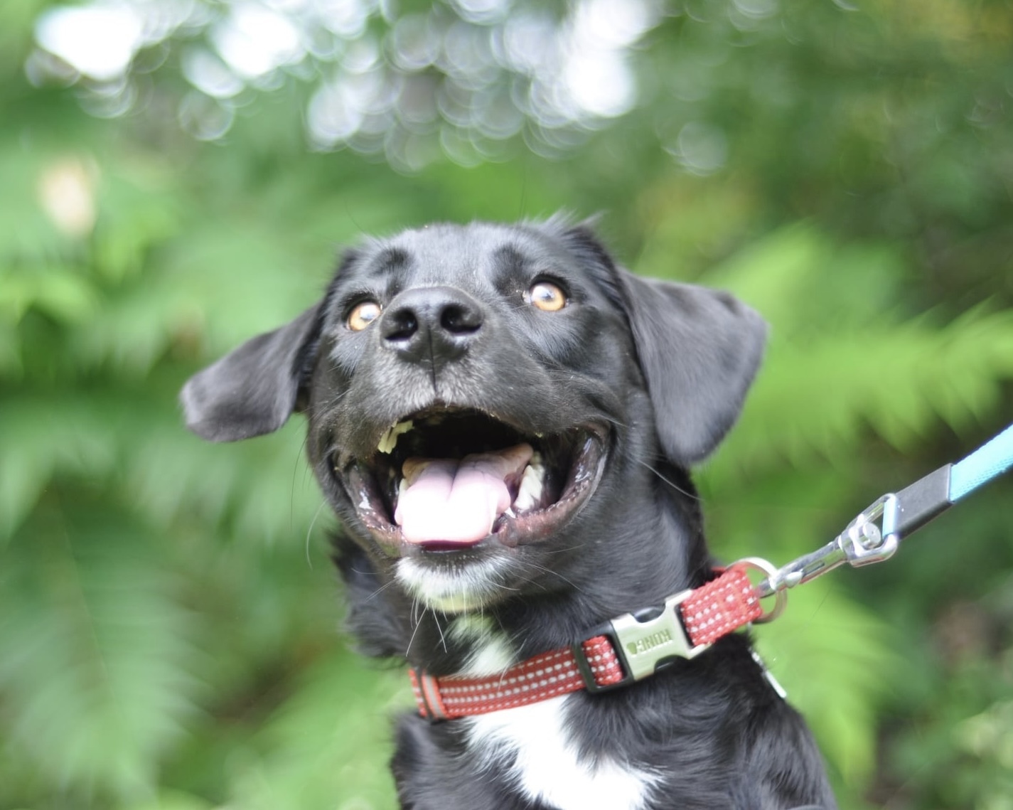 Wyatt, an adoptable Labrador Retriever in Hull, MA, 02045 | Photo Image 4