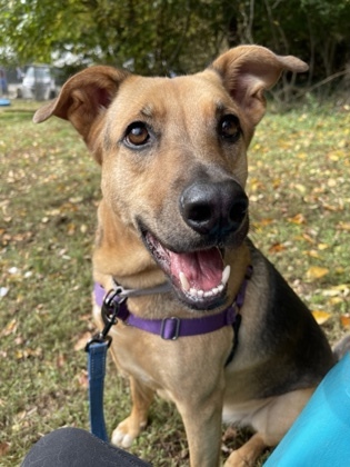 Rumby, an adoptable Retriever in Annapolis, MD, 21403 | Photo Image 6