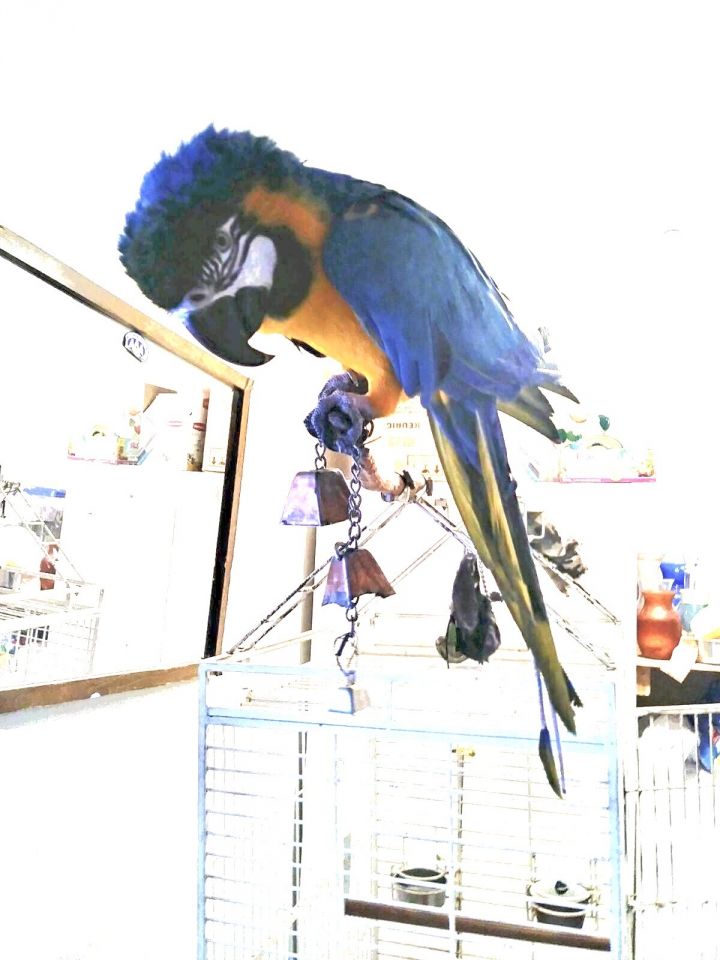 Doc, an adoptable Macaw in North Babylon, NY_image-2