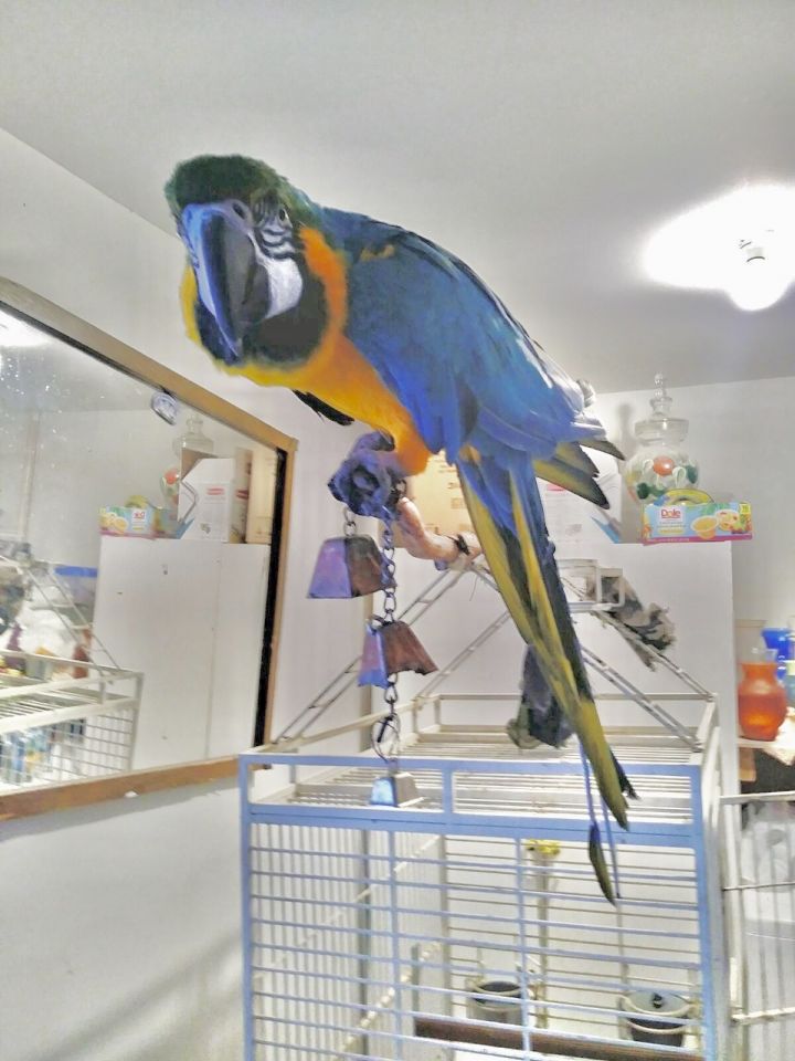 Doc, an adoptable Macaw in North Babylon, NY_image-1