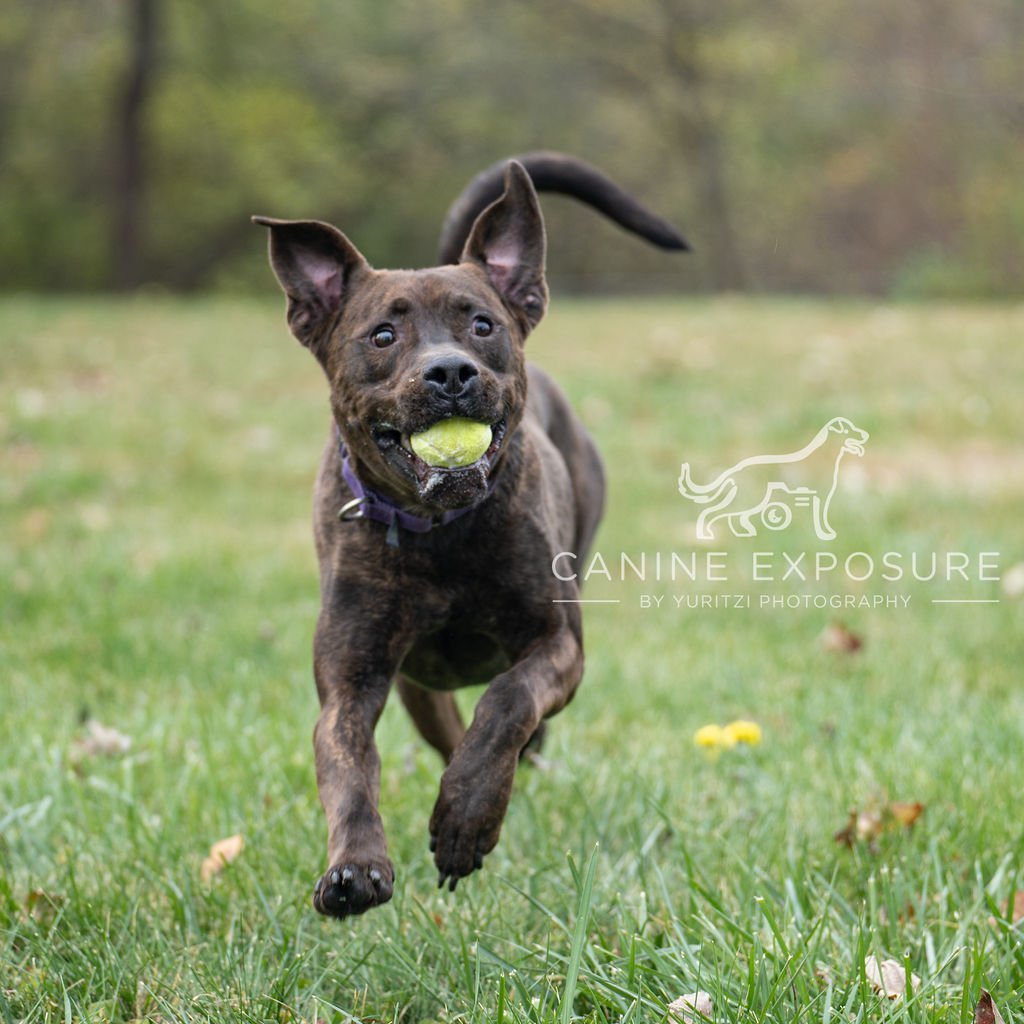 Sprinkler, an adoptable Mastiff, Labrador Retriever in Crete, IL, 60417 | Photo Image 2