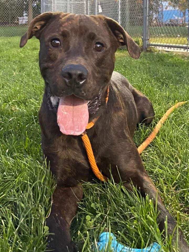 Sprinkler, an adoptable Mastiff, Labrador Retriever in Crete, IL, 60417 | Photo Image 4