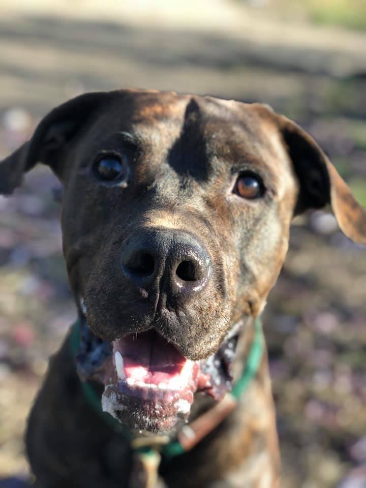 Sprinkler, an adoptable Mastiff, Labrador Retriever in Crete, IL, 60417 | Photo Image 5