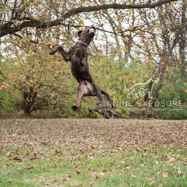 Sprinkler, an adoptable Mastiff, Labrador Retriever in Crete, IL, 60417 | Photo Image 6