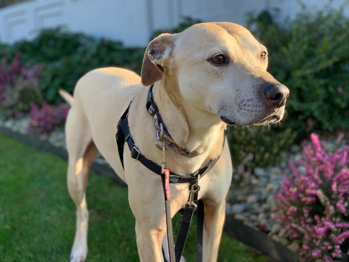 Yellow lab store pit mix puppy