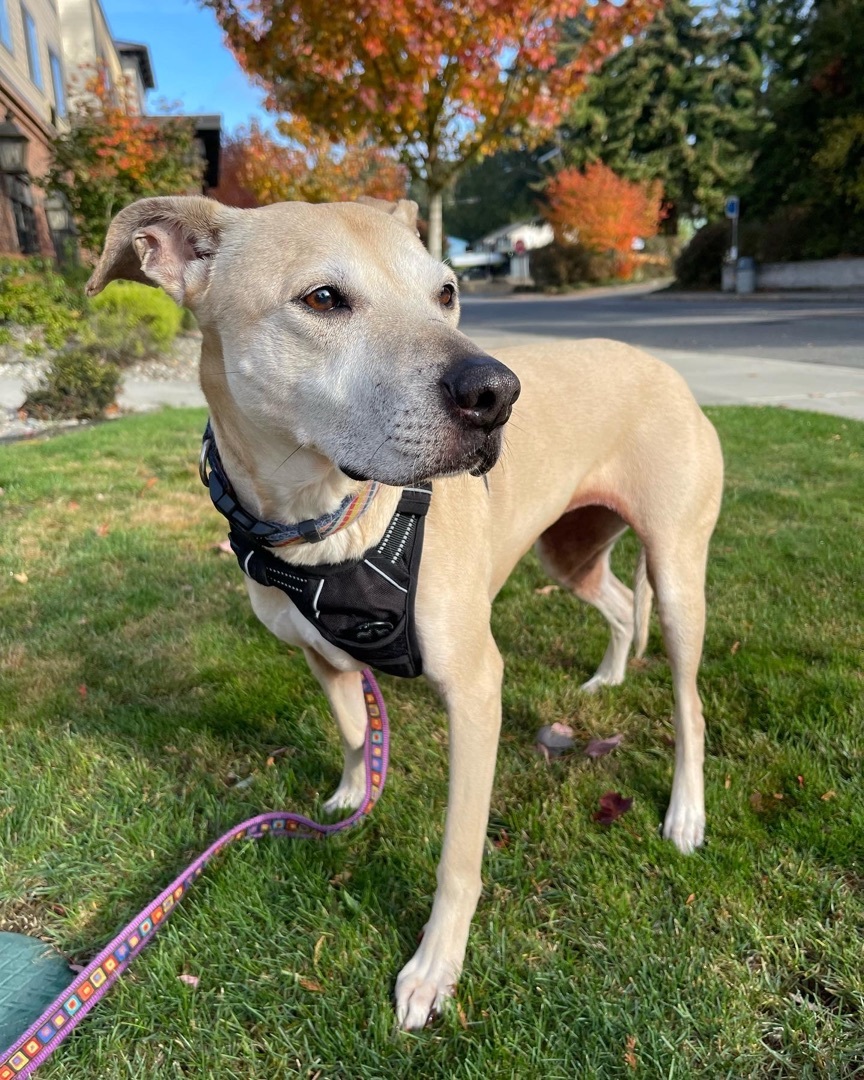 Dog for adoption Stella (Lab/Pit Mix), a Labrador Retriever & Pit
