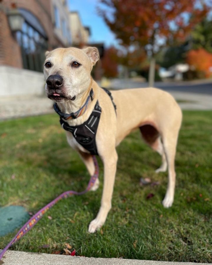 Golden lab pitbull store mix