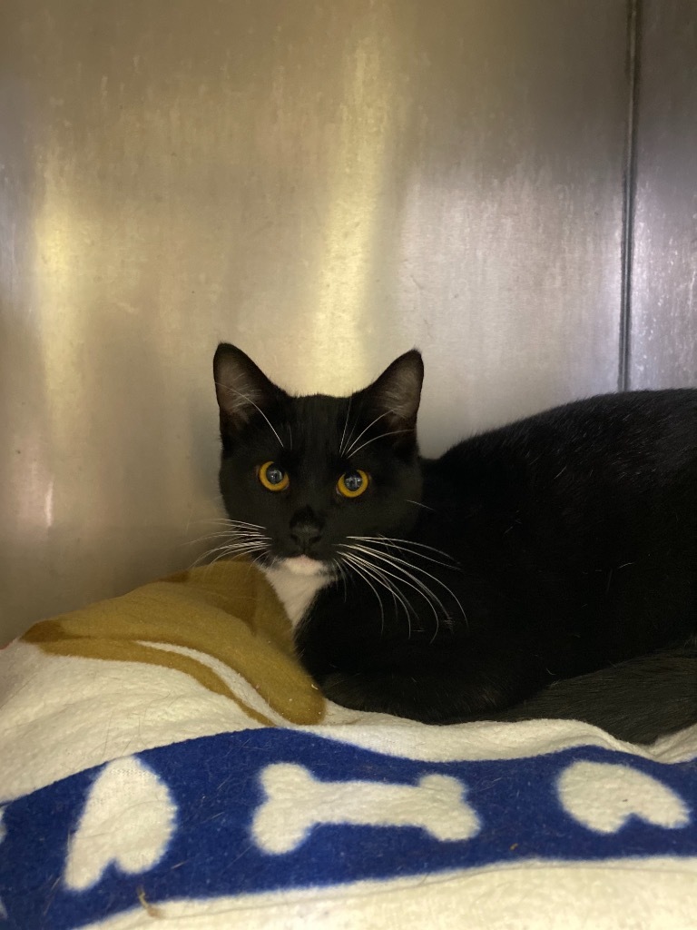 MISS SOX, an adoptable Domestic Short Hair in New Bern, NC, 28563 | Photo Image 1