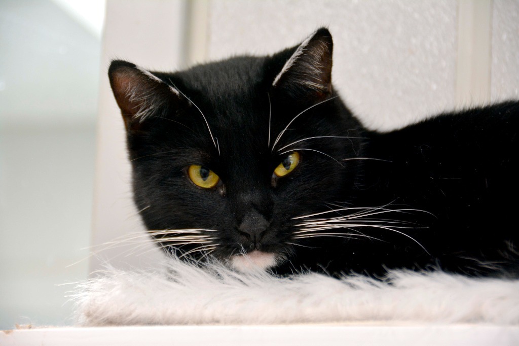 MISS SOX, an adoptable Domestic Short Hair in New Bern, NC, 28563 | Photo Image 1