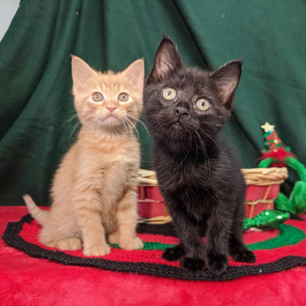 Jangle, an adoptable Domestic Short Hair in Mount Vernon, OH, 43050 | Photo Image 3