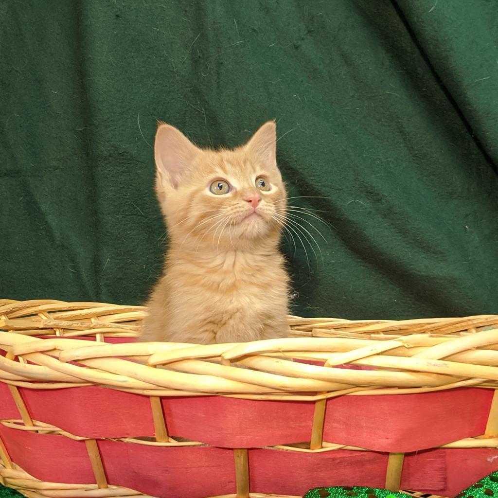 Jangle, an adoptable Domestic Short Hair in Mount Vernon, OH, 43050 | Photo Image 4