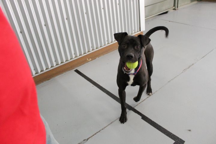 Dog for adoption - Indio, a Pit Bull Terrier Mix in ...