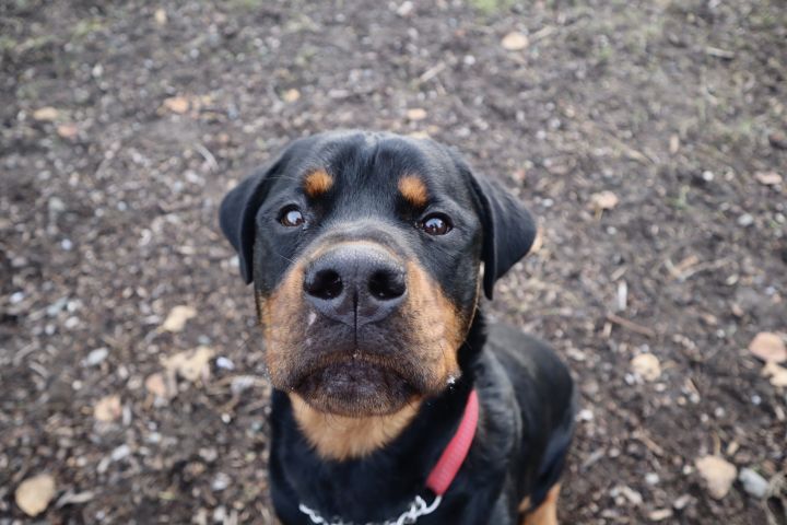 Baloo, an adopted Rottweiler in Richmond, BC_image-2