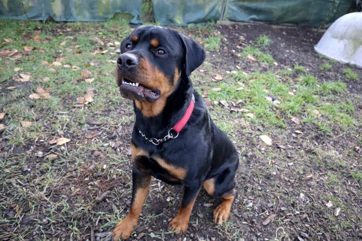 Baloo, an adopted Rottweiler in Richmond, BC_image-4