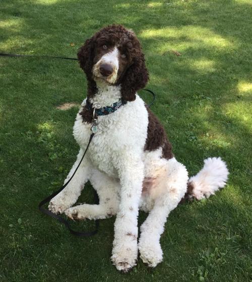 poodle rehoming near me
