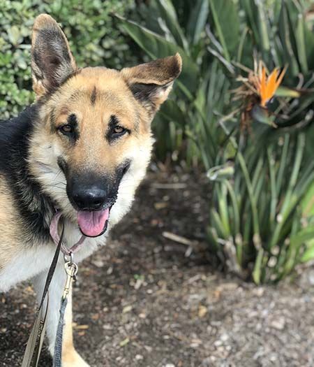 Ivan, an adoptable German Shepherd Dog in Irvine, CA, 92619 | Photo Image 2