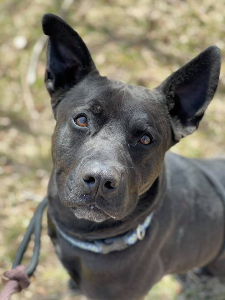 Lance, an adoptable Labrador Retriever & German Shepherd Dog Mix in Lake Odessa, MI_image-5