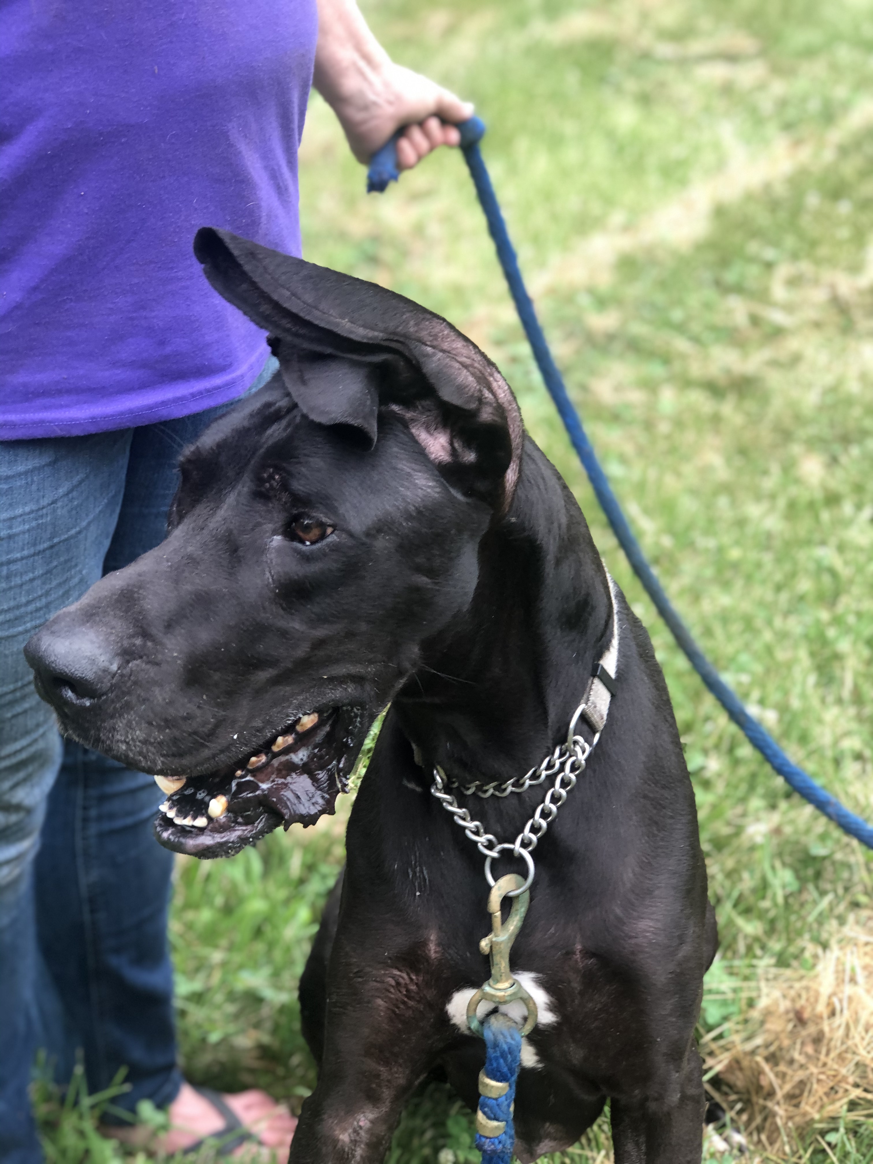 Sarge, an adoptable Great Dane in Paoli, IN, 47454 | Photo Image 1