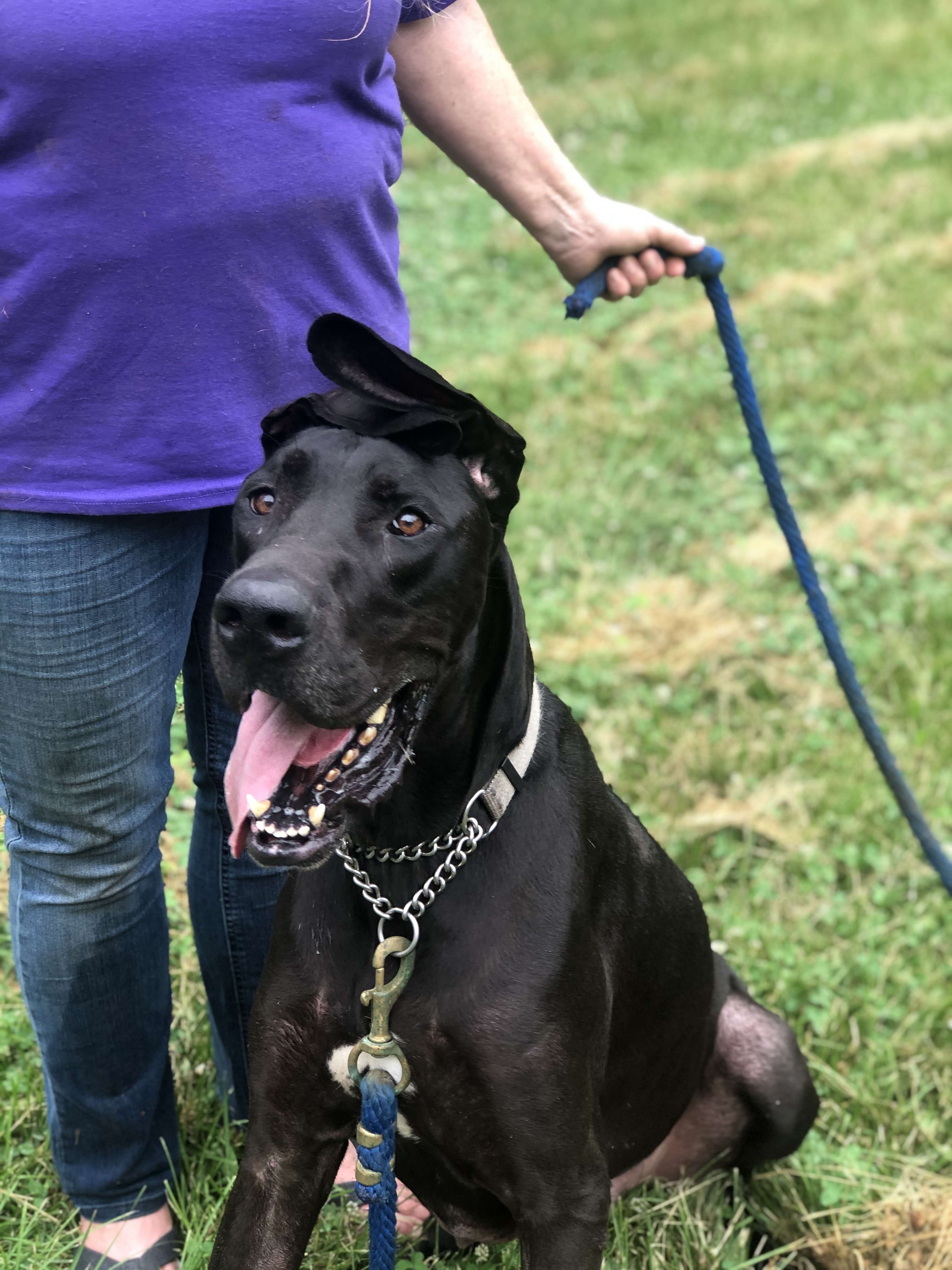 Sarge, an adoptable Great Dane in Paoli, IN, 47454 | Photo Image 6
