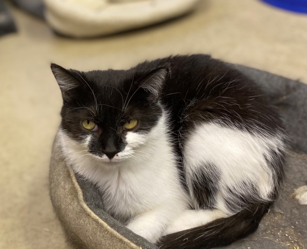 Chai, an adoptable Domestic Short Hair in Portland, IN, 47371 | Photo Image 1