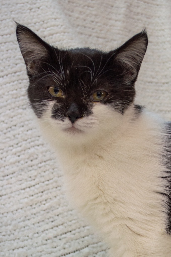 Chai, an adoptable Domestic Short Hair in Portland, IN, 47371 | Photo Image 2