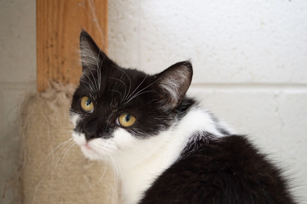 Chai, an adoptable Domestic Short Hair in Portland, IN, 47371 | Photo Image 3