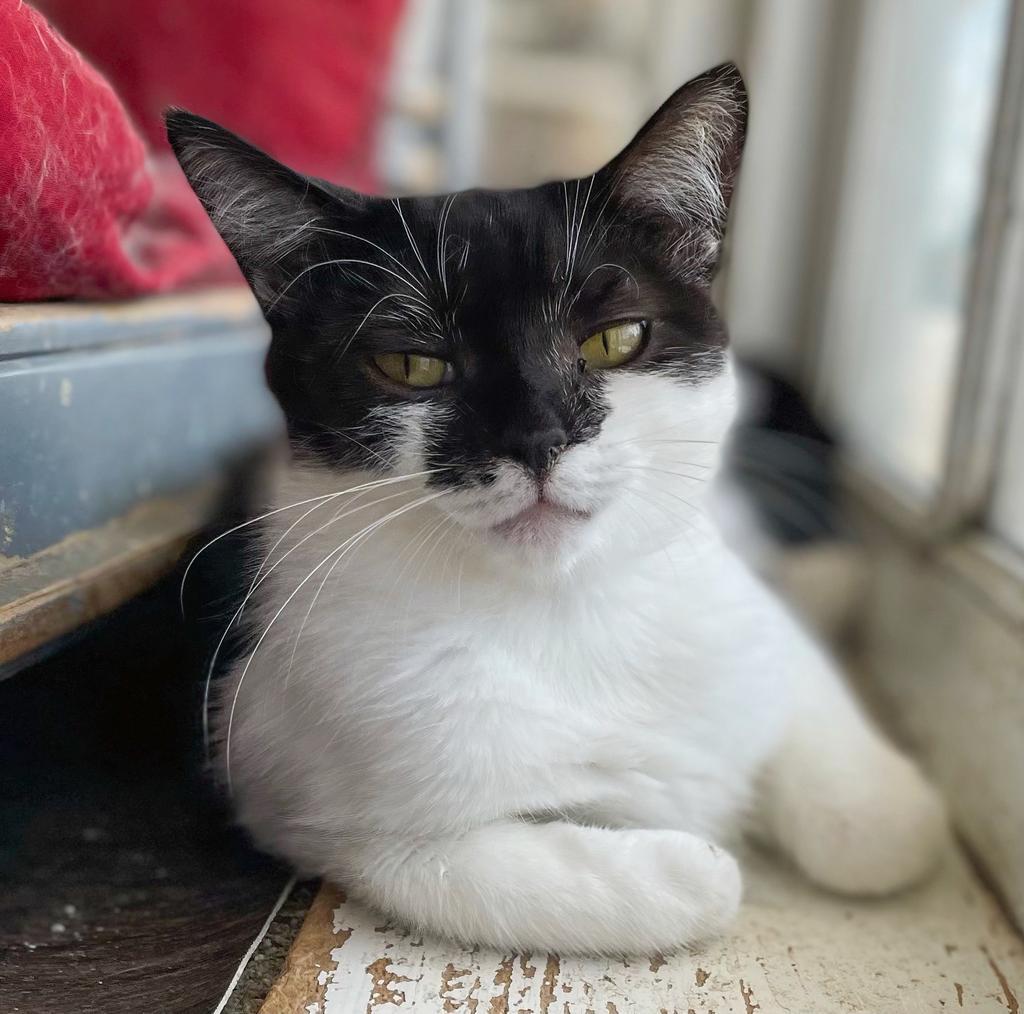 Chai, an adoptable Domestic Short Hair in Portland, IN, 47371 | Photo Image 4