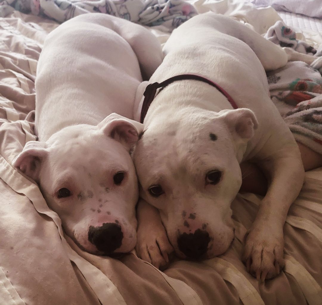 Dog for adoption Pattie, an American Staffordshire Terrier & Boxer Mix in COLUMBIA, SC Petfinder