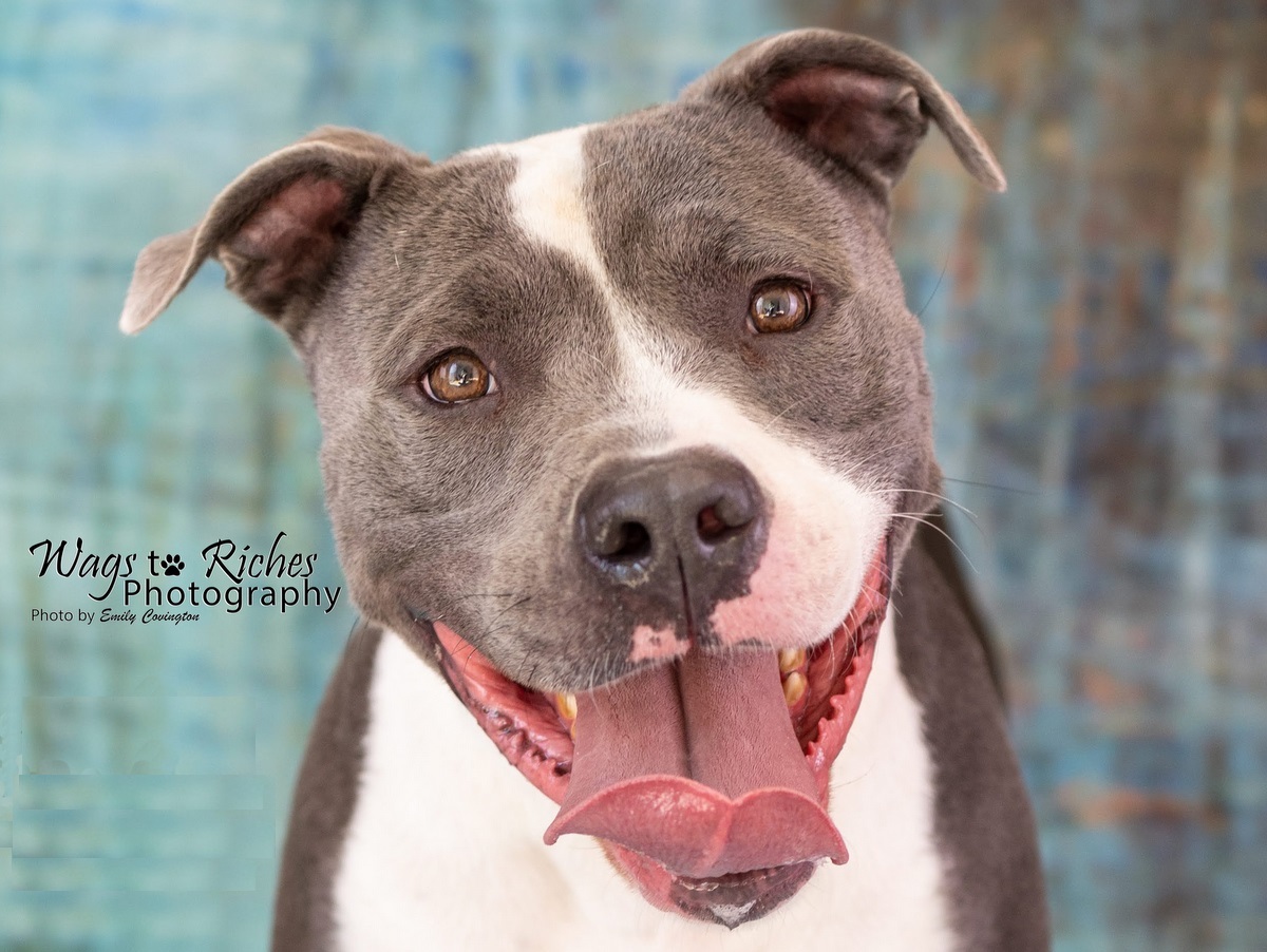 Tobias, an adoptable Pit Bull Terrier in Anniston, AL, 36201 | Photo Image 1