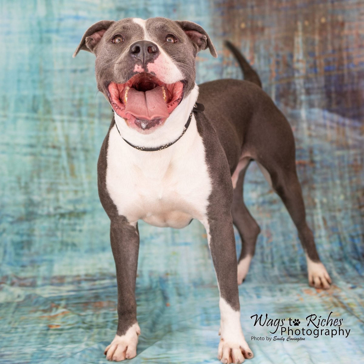Tobias, an adoptable Pit Bull Terrier in Anniston, AL, 36201 | Photo Image 2
