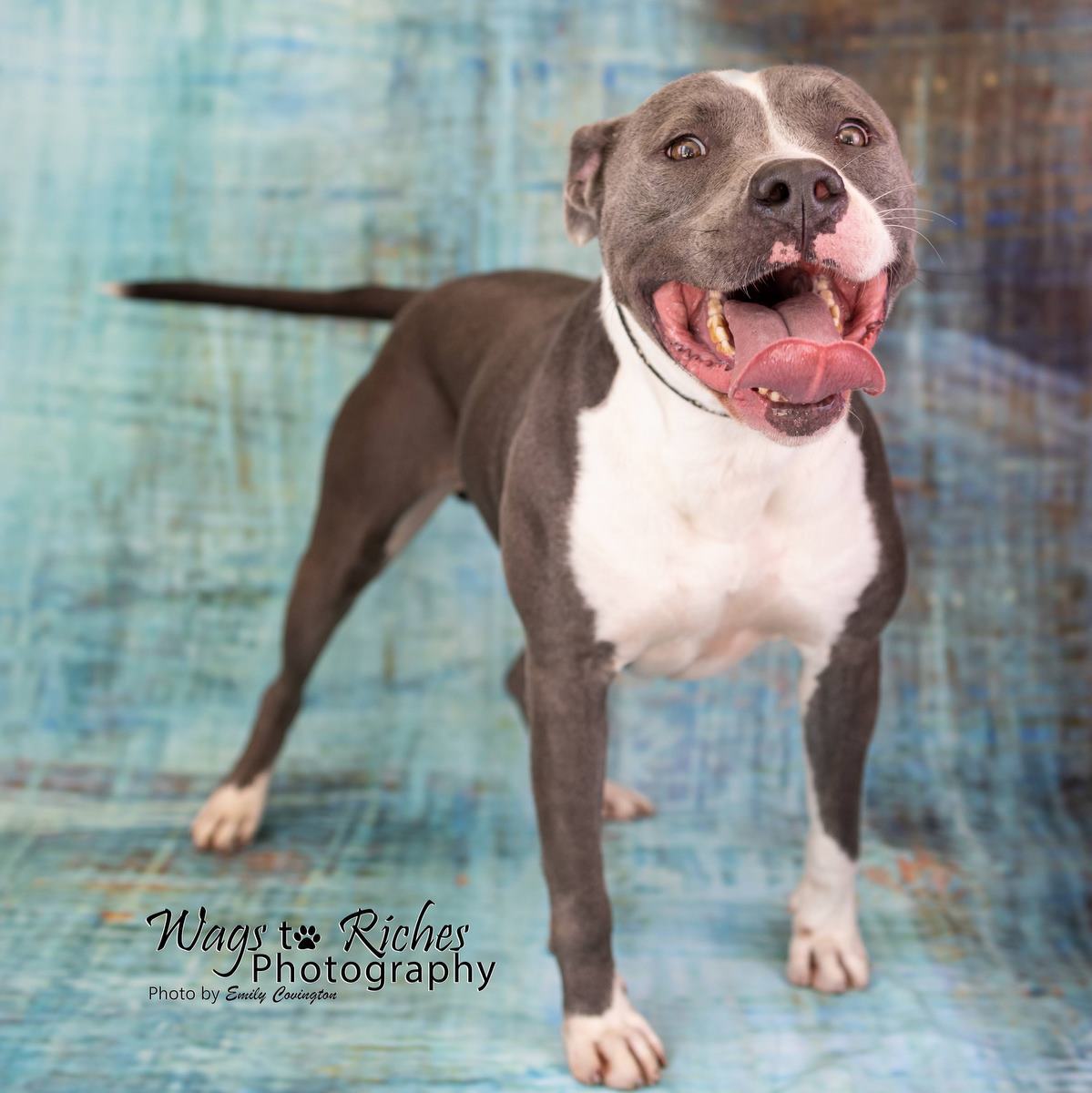 Tobias, an adoptable Pit Bull Terrier in Anniston, AL, 36201 | Photo Image 3